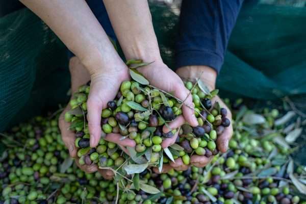L'Oro di Atena- Olio extravergine di oliva - immagine 4