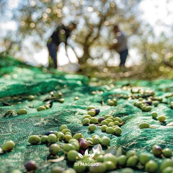 TRÈSOR Olio extravergine d'oliva -latta da 5 litri- - immagine 3