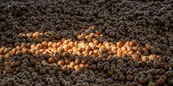 TARALLI ALLE NOCCIOLE SUGNA E PEPE - immagine 4