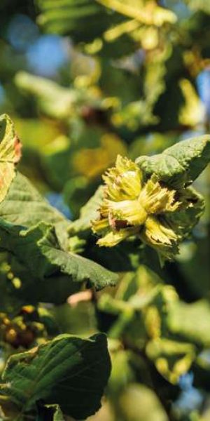 noccioleto-nocciola-ifp