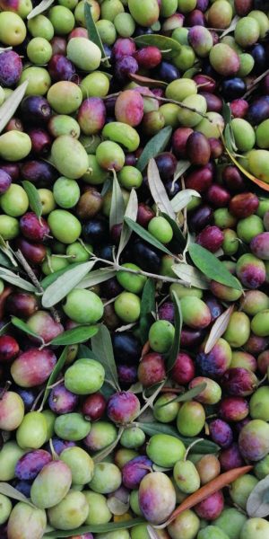 olive